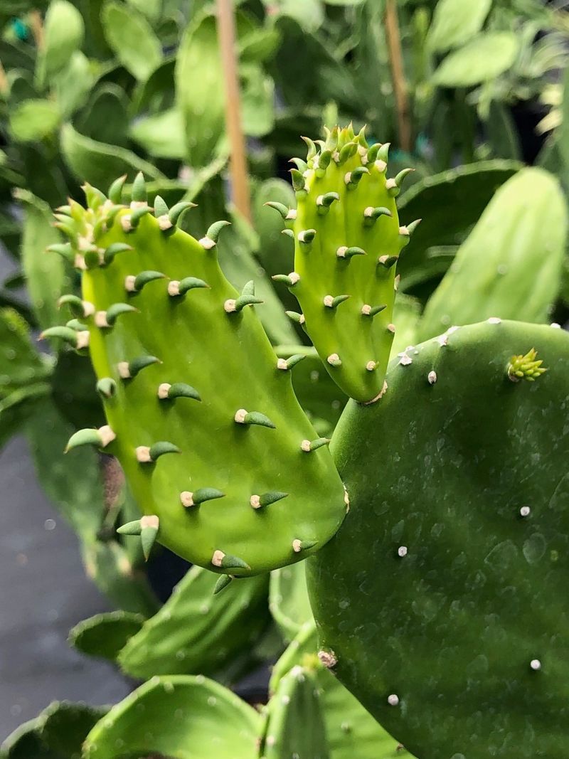 Integrating Prickly Pear Cactus For Visual Interest