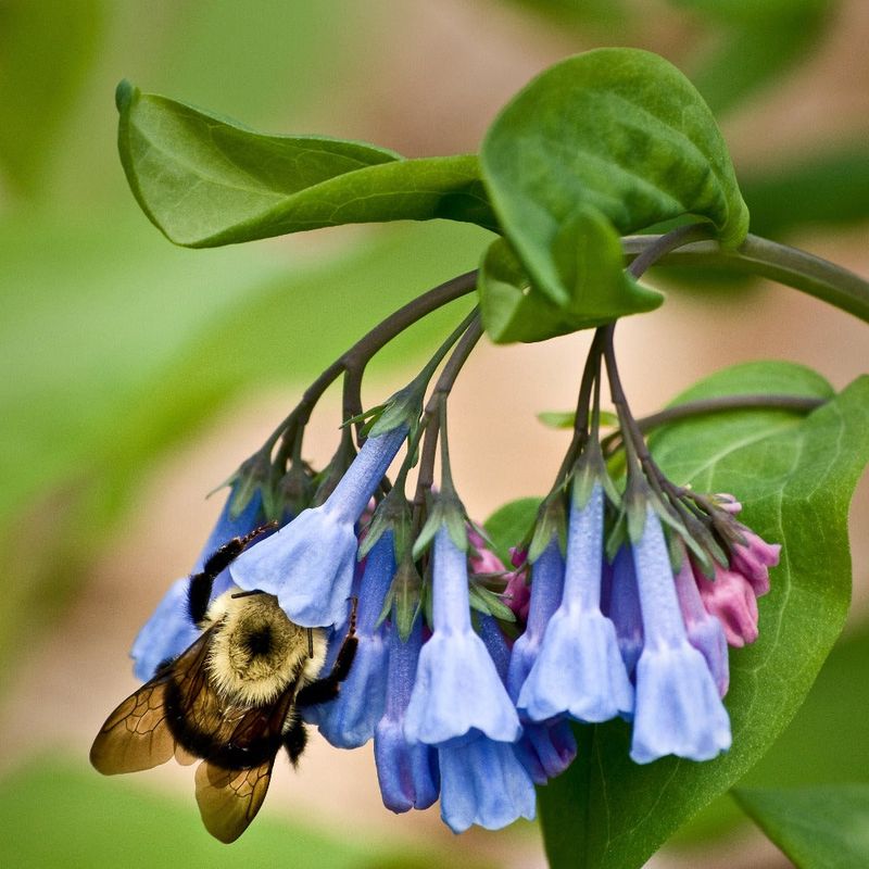 Wildlife Support Capabilities