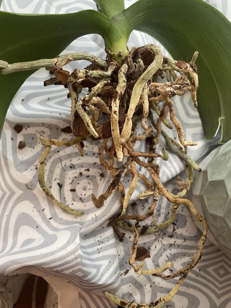 Occasional Root Inspection