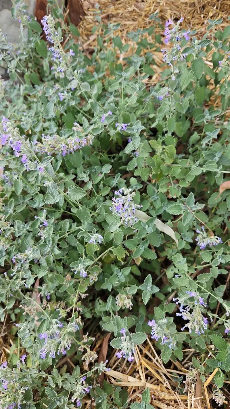 Edible Flower Culinary Gardens