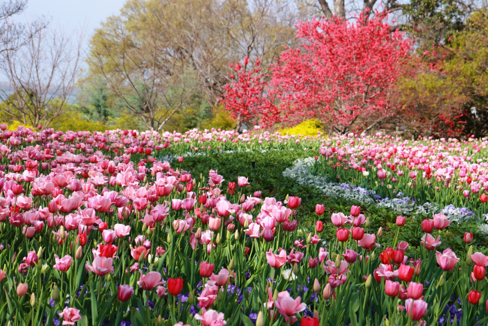flower display dallas arboretum and botanical garden texas