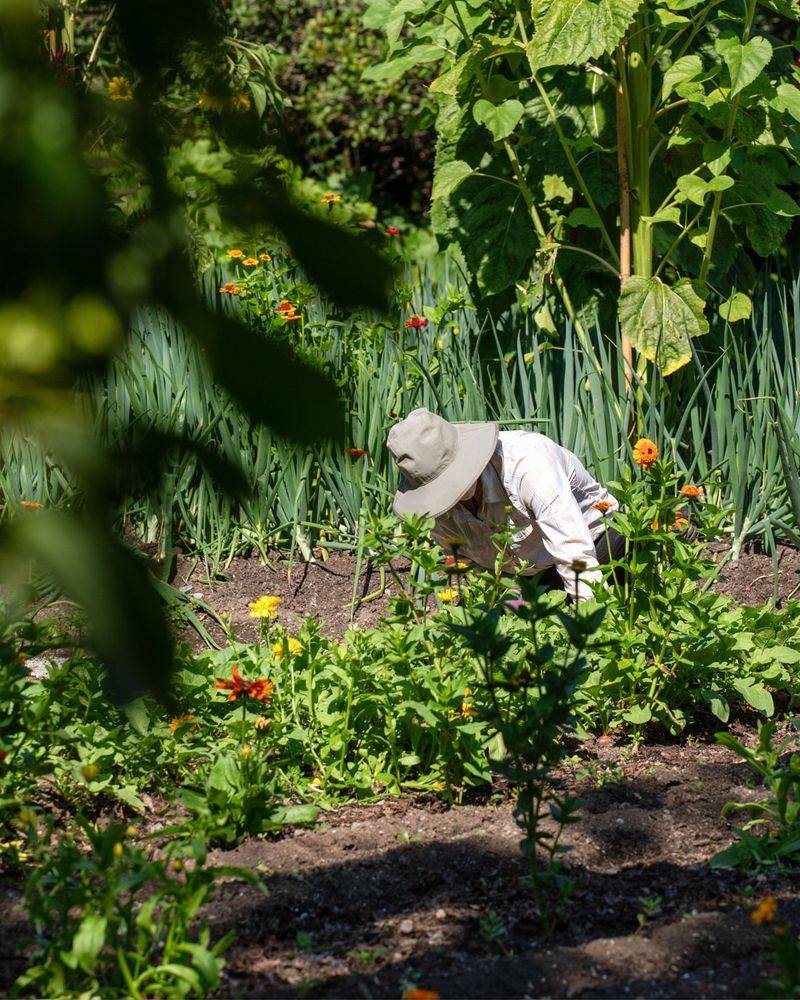 Mindful Pruning Practice