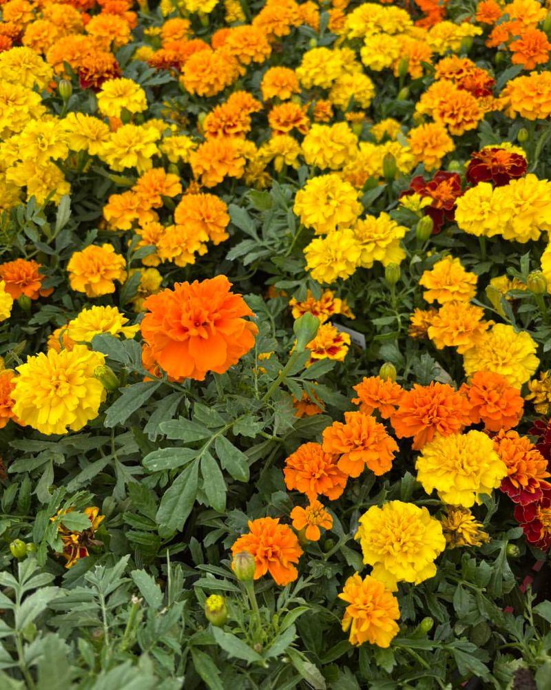 Mulch Enhancement Method