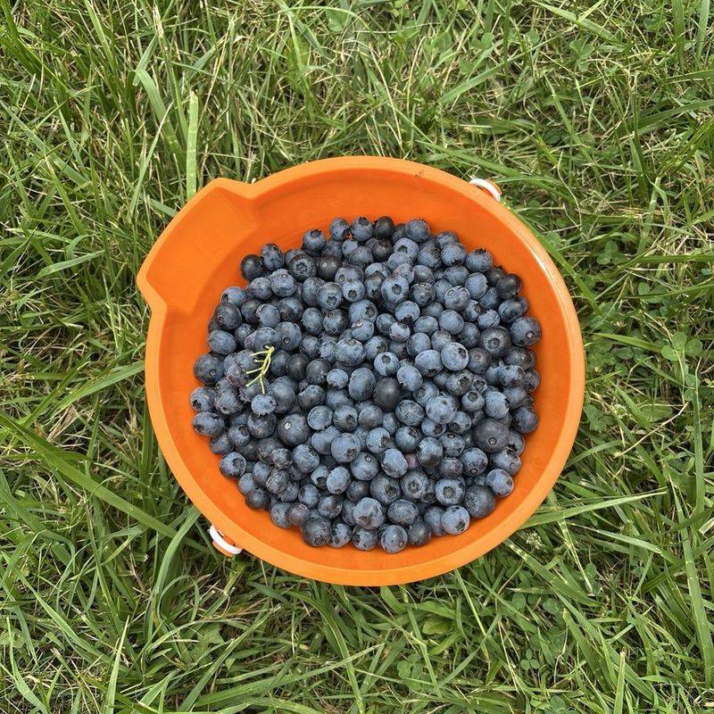 Berry Cultivation Following Natural Growth Cycles