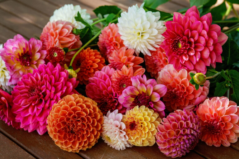 Dahlia (featured image)