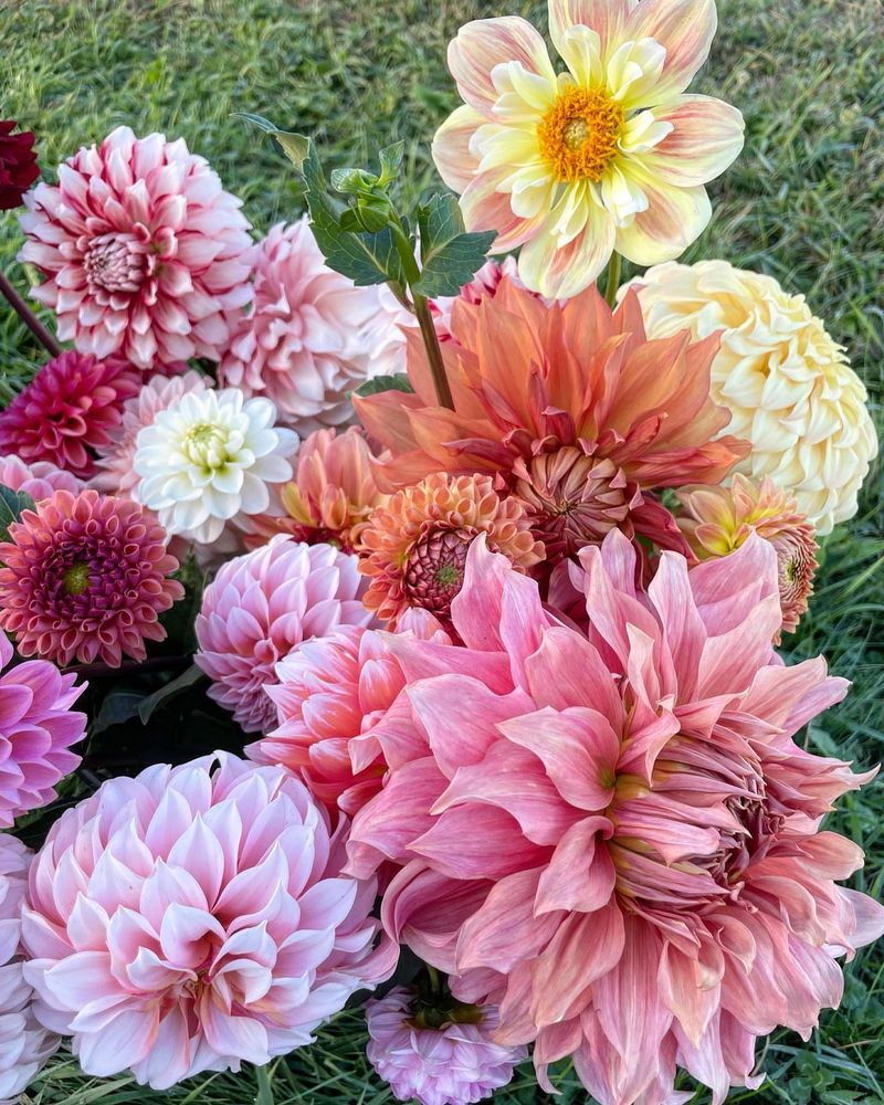Dahlias