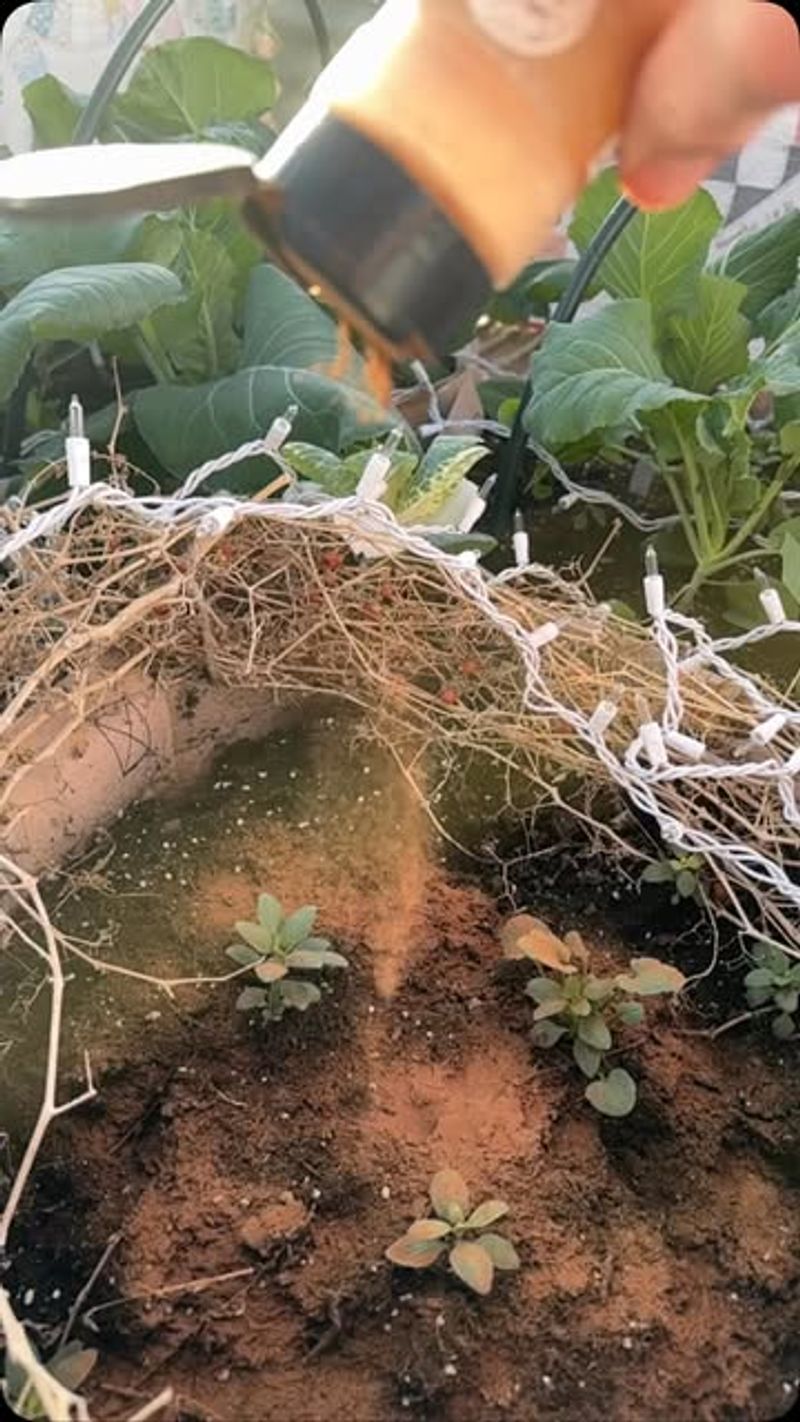 Cinnamon Seedling Protection