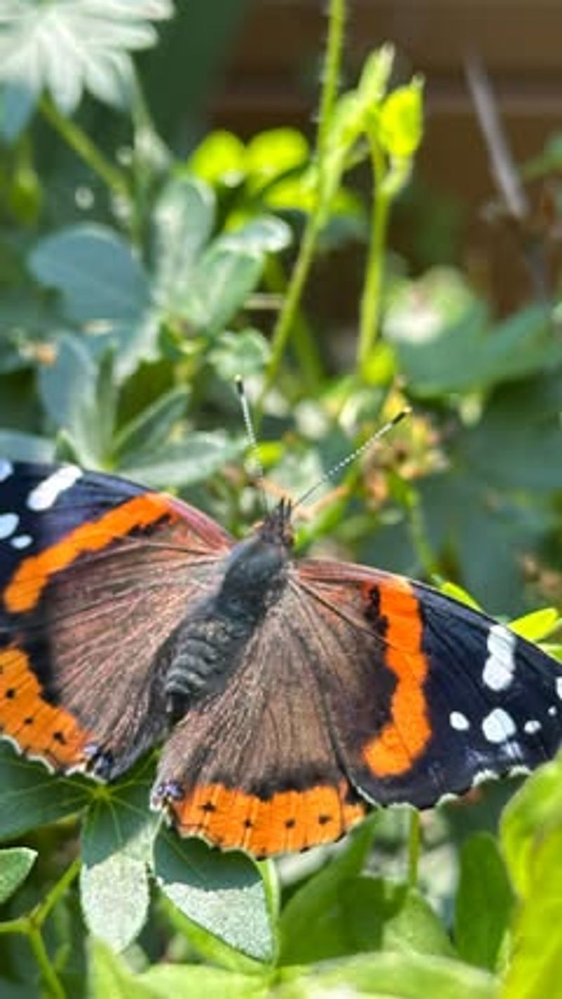Butterfly Attraction Stations