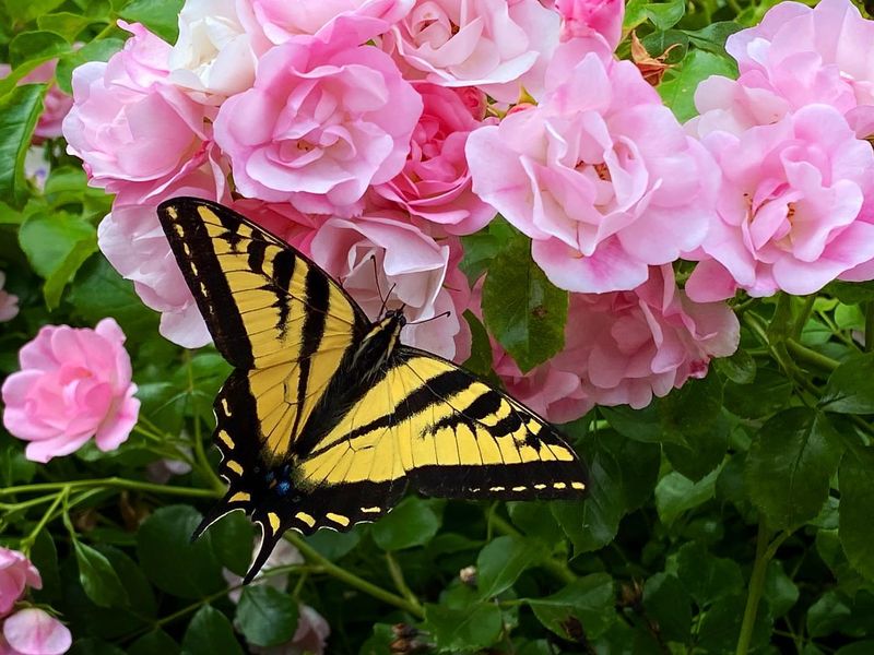 Butterfly And Bee Sanctuaries