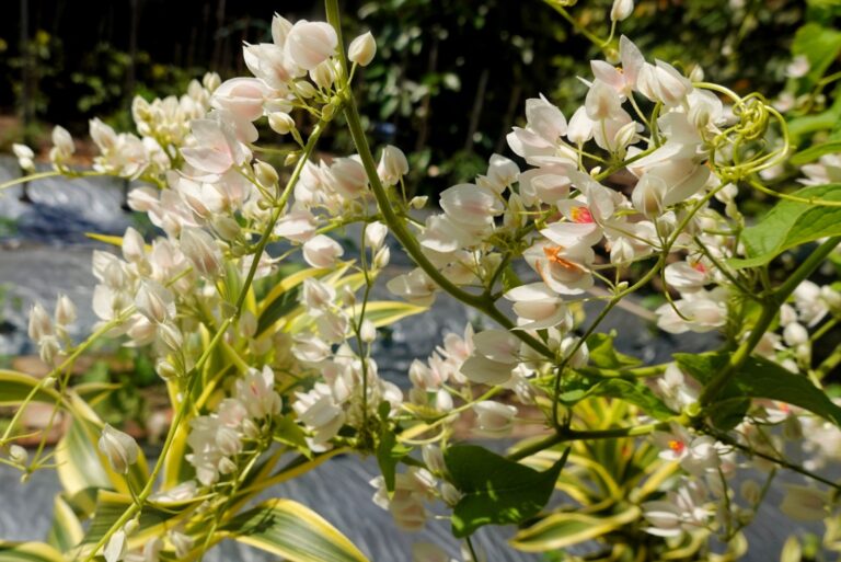 silver lace vine in bloom