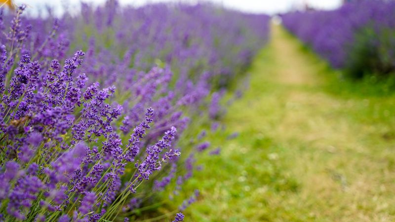 Lavender