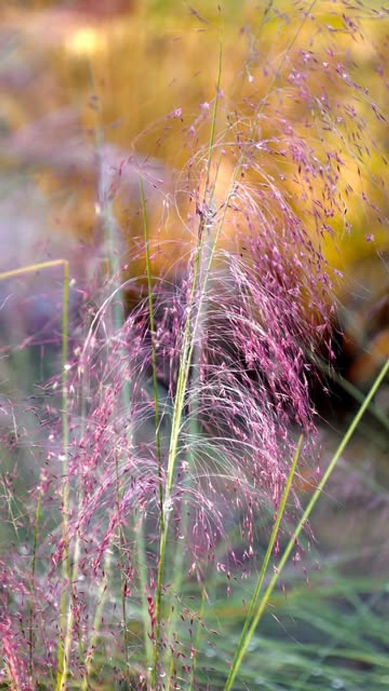 Ornamental Grasses