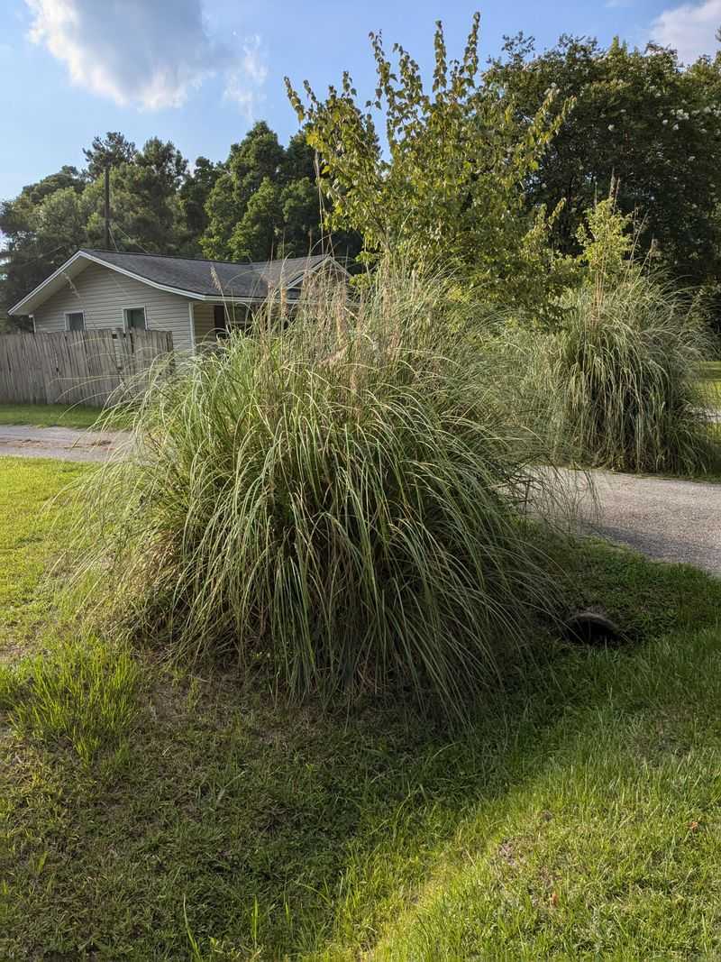 Ornamental Grasses