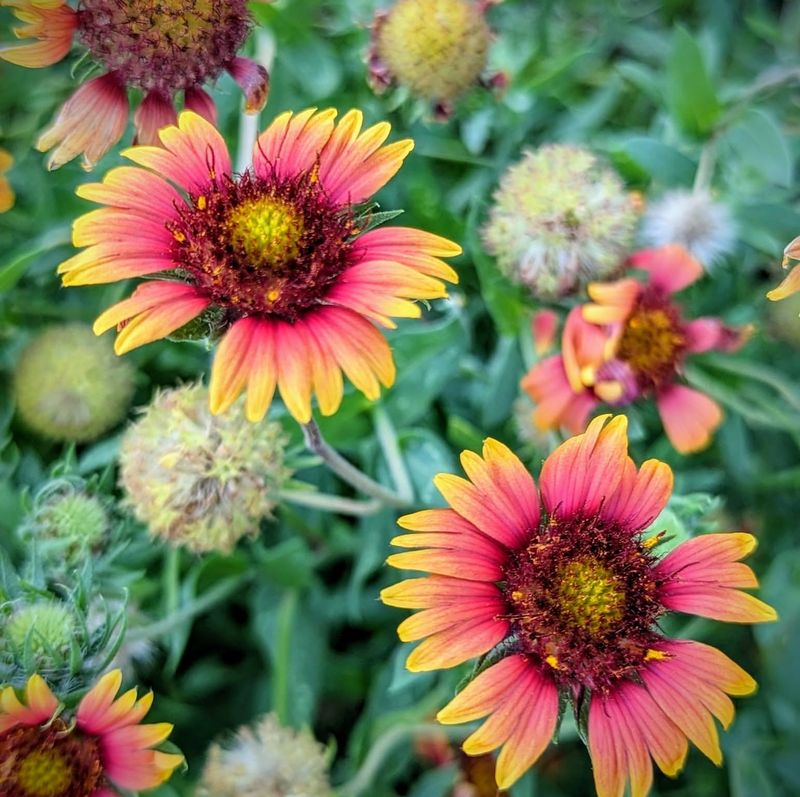 Blanket Flower