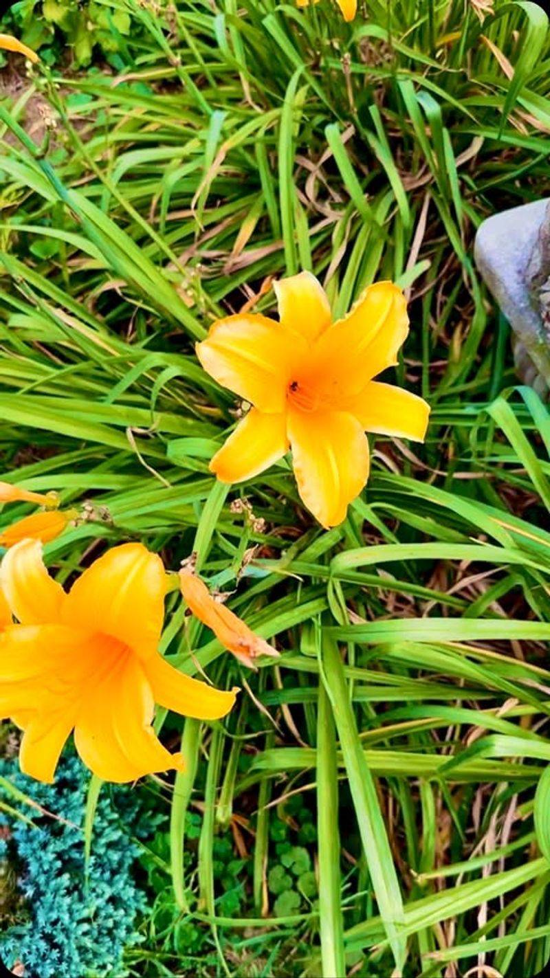 Daylily 'Stella De Oro'