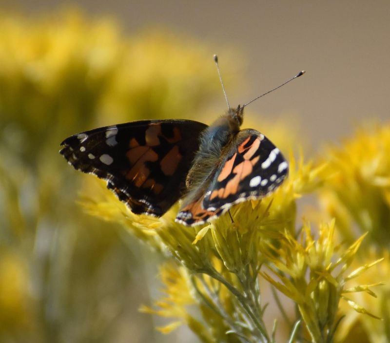 Rabbitbrush