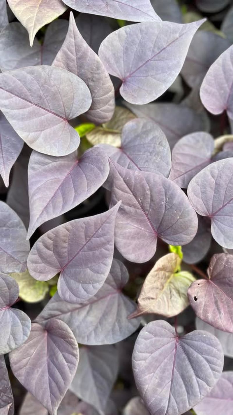 Burgundy Sweet Potato Vine