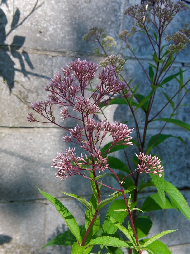 Joe-Pye Weed (Eutrochium)