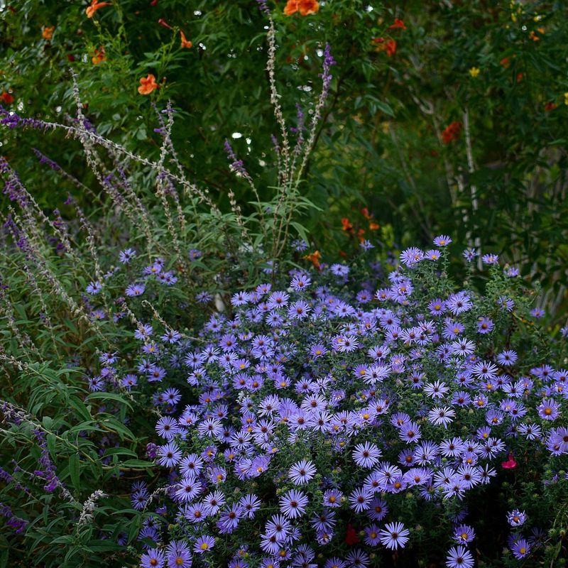 Asters Appreciate Autumn Adjustments