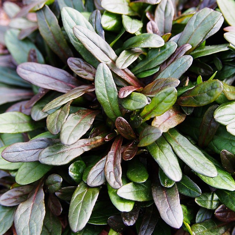 Ajuga (Bugleweed)