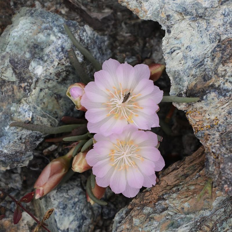 Lewisia (Bitterroot)