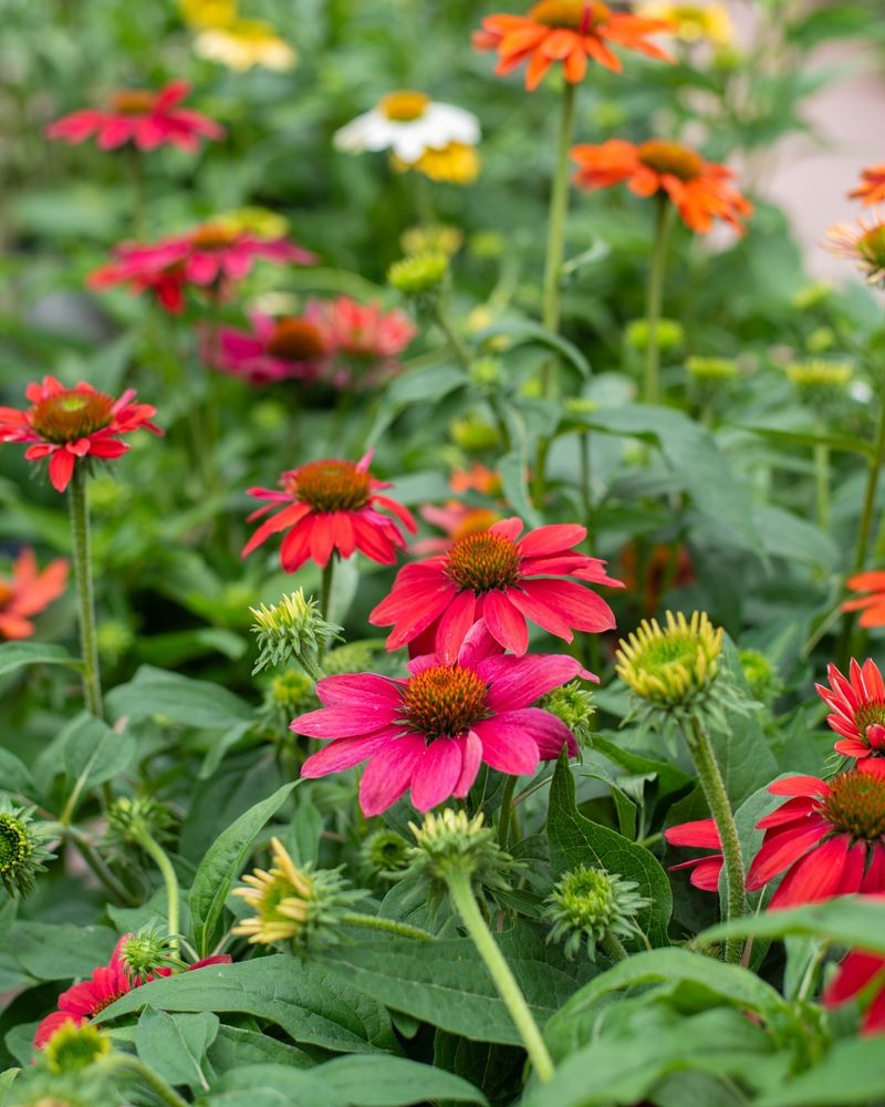 Coneflowers