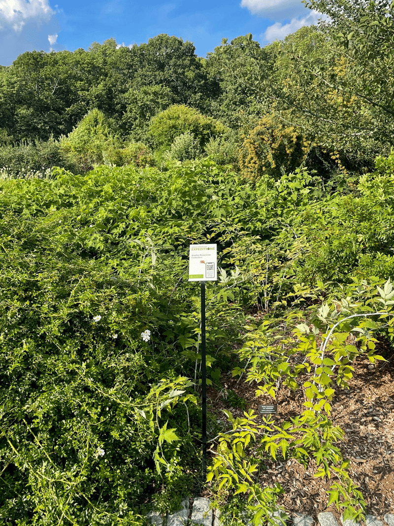 Mobile App Tree Identification Guide