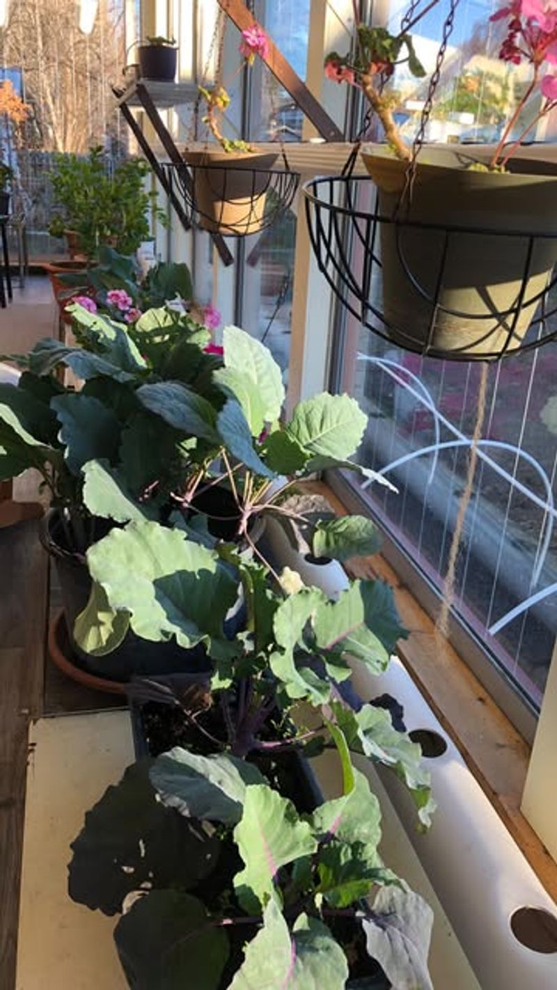 Sunroom Sanctuary