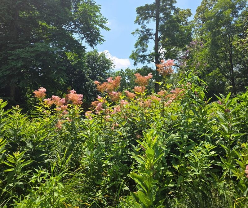 Clay Soil Becomes An Asset With Native Plants