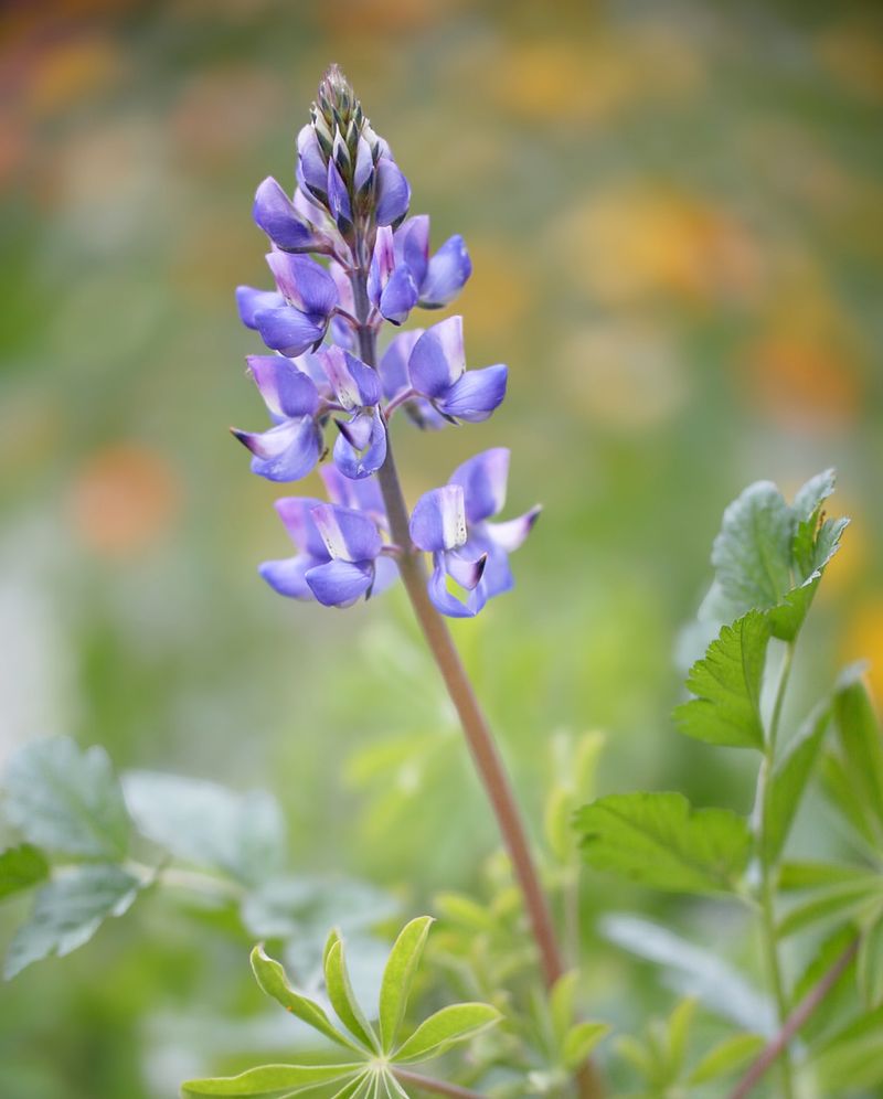 Pick Perfect Lupine Species
