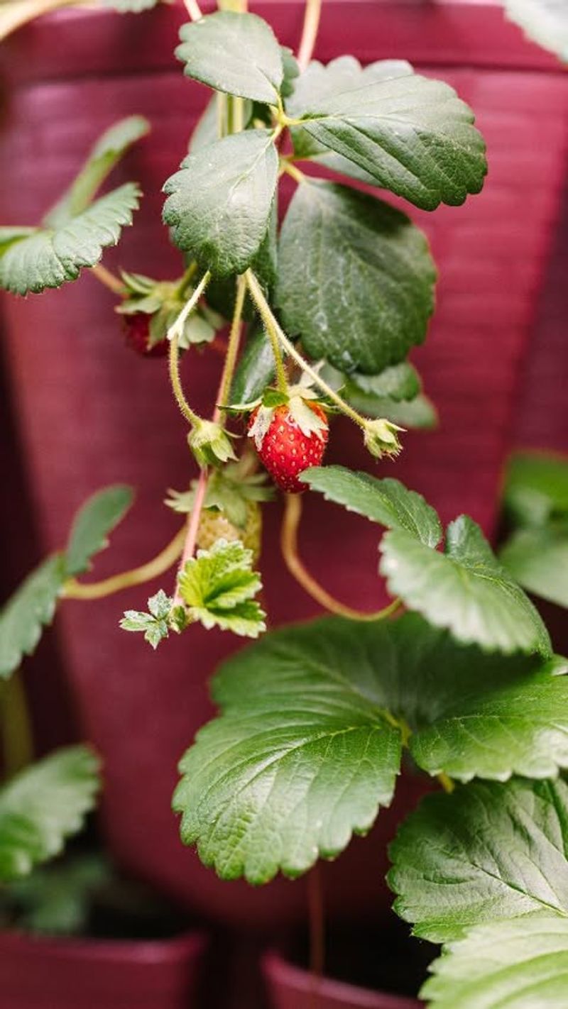 Use Quality Potting Mix