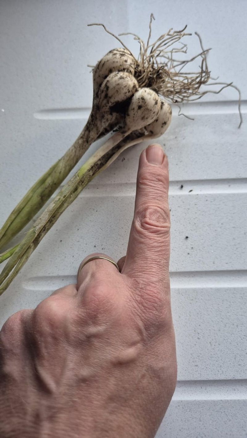 Break Apart Bulbs Carefully