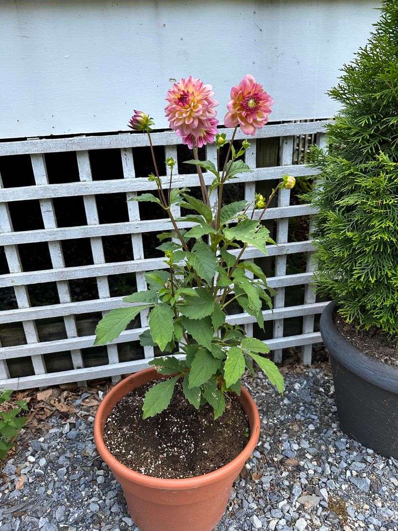 Use Quality Potting Mix