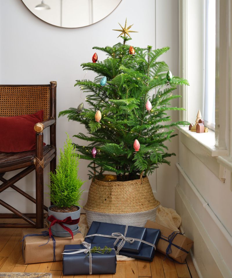 Master The Indoor Watering Schedule