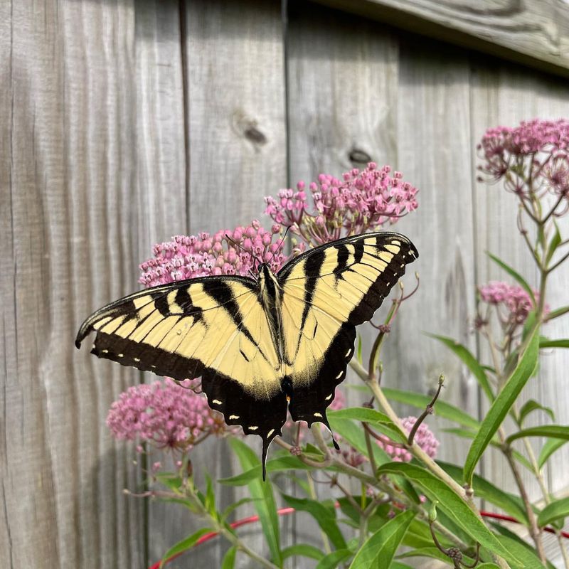 Research Native Butterfly Species