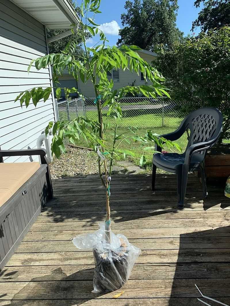 Patio-Perfect Plum