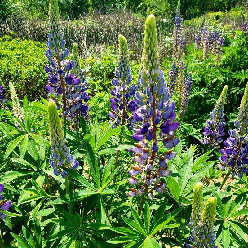 Bigleaf Lupine