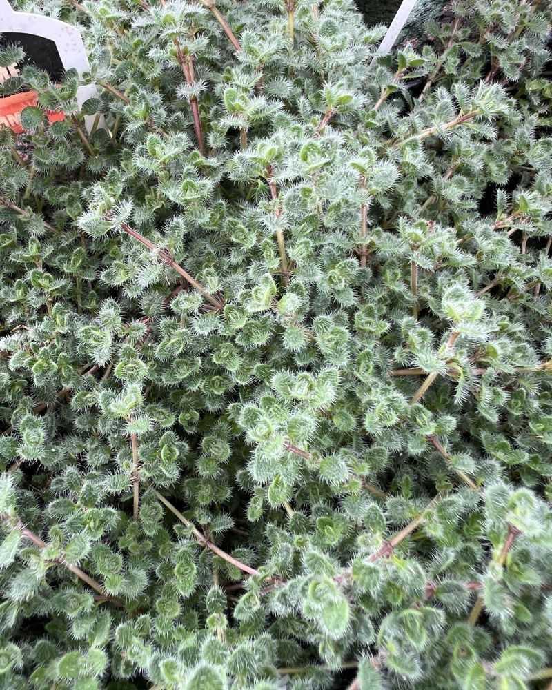 Wooly Thyme