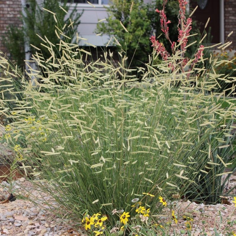 Ornamental Grass Collection