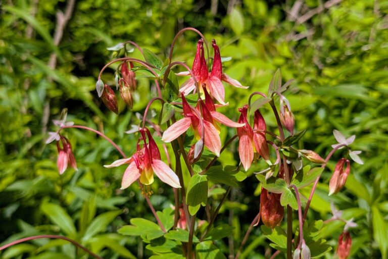 wild columbine