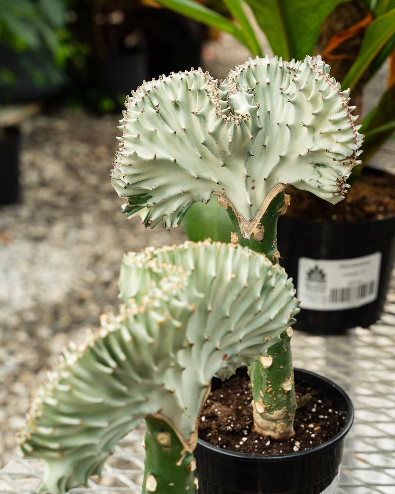 Euphorbia