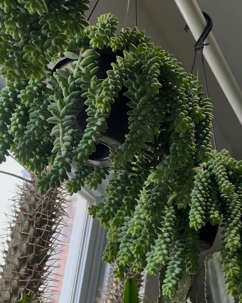 Sedum morganianum (Burro's Tail)