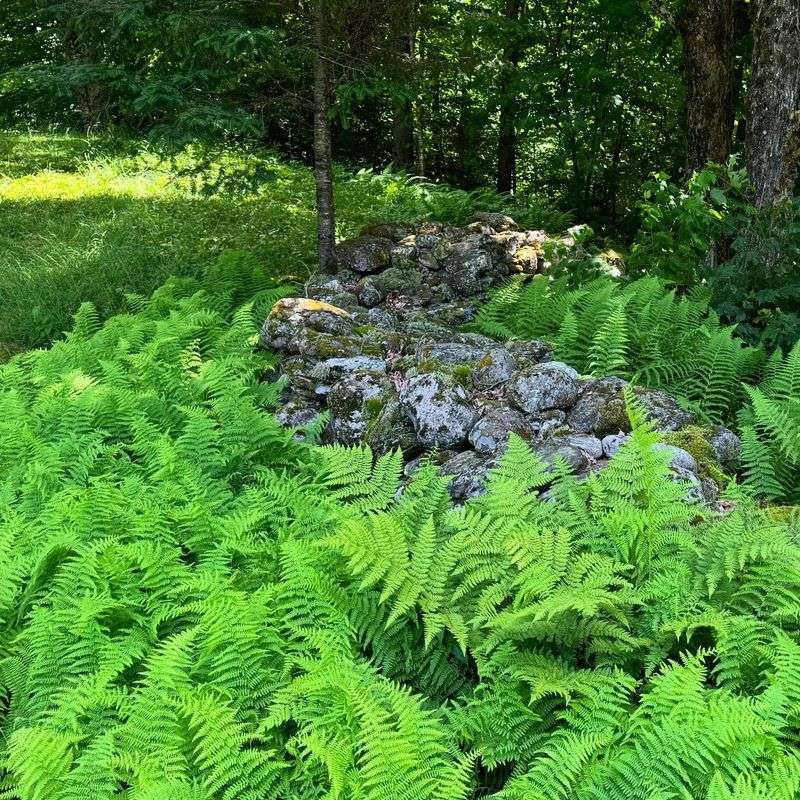 Hay-scented Ferns