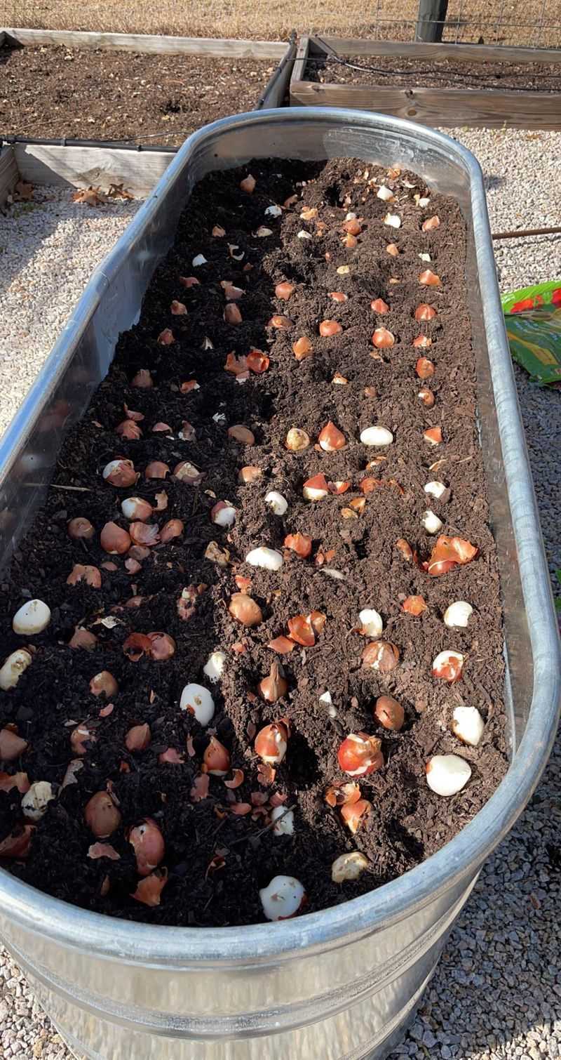 Bulb Planting Ritual