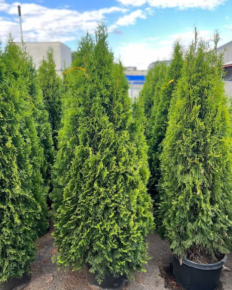 Arborvitae