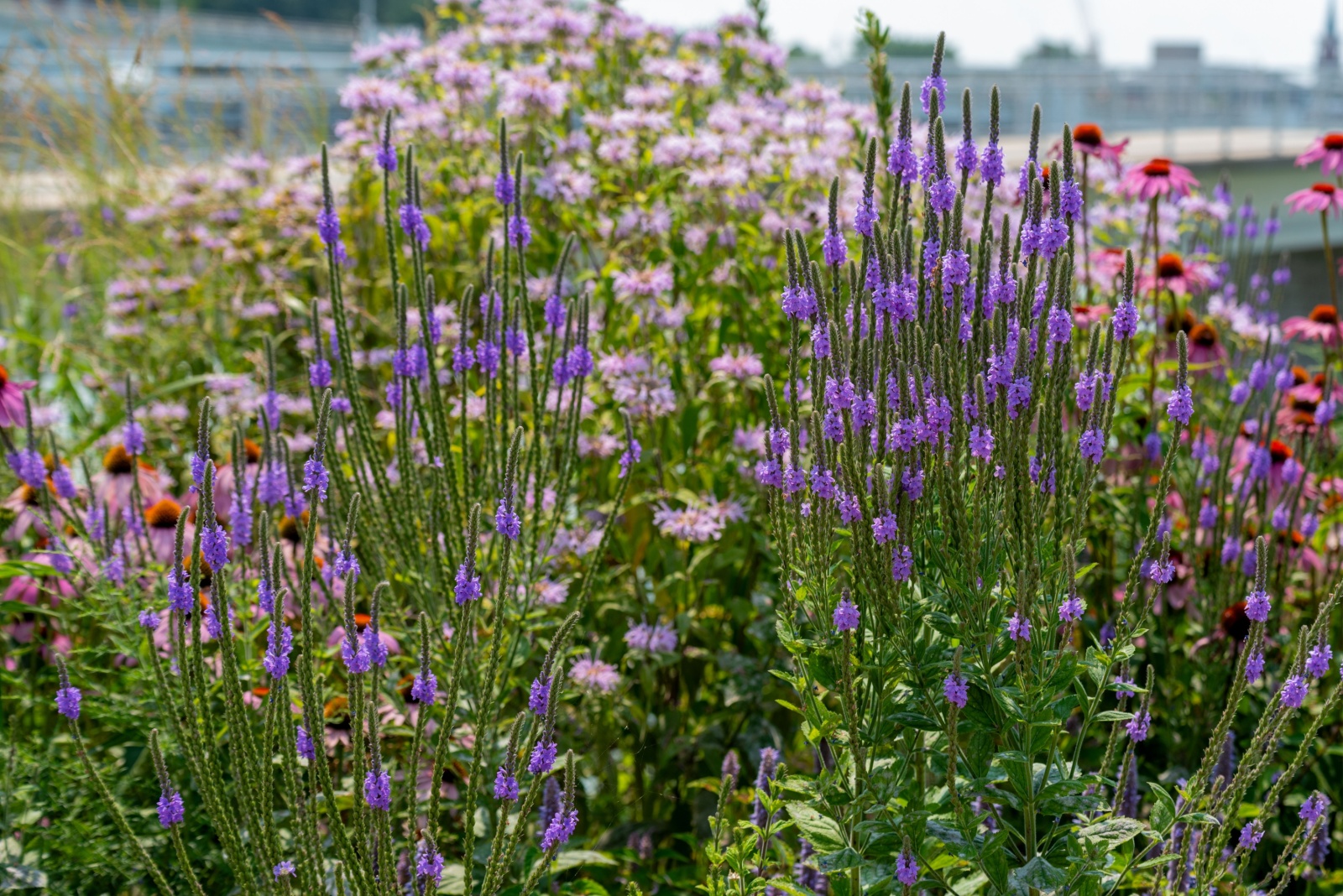 September Jobs For Plants And Wildlife In Wisconsin Gardens