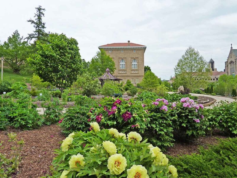 Plant Native Bulbs For Spring Pollinators