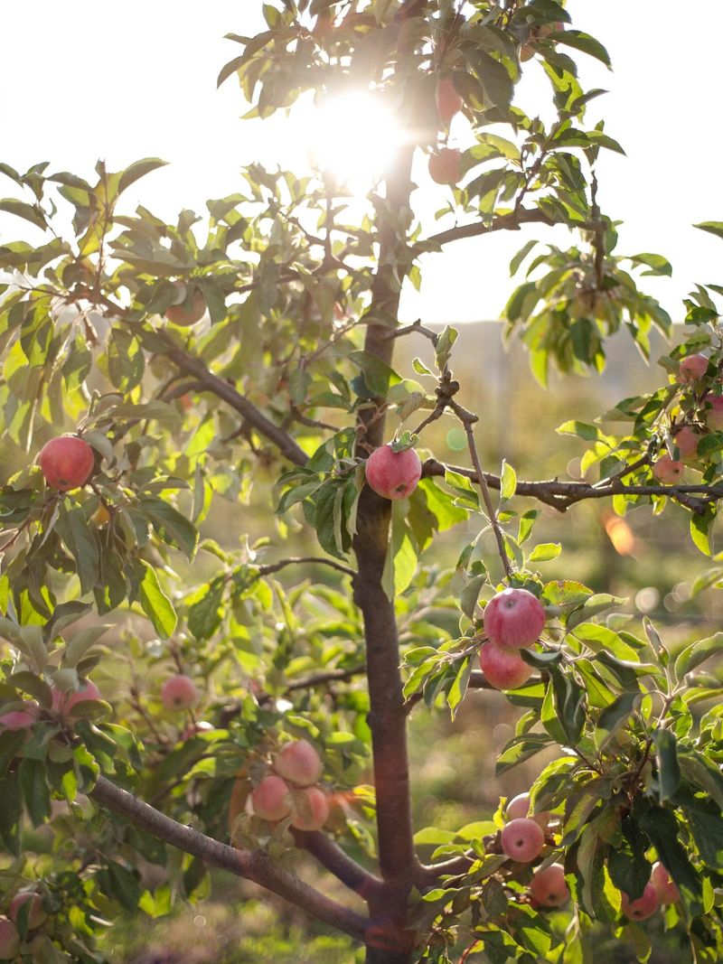 Port Townsend's Maritime Apple Gardens