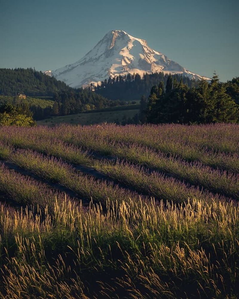 Hood River's Purple Haven