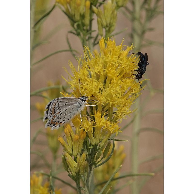 Rabbitbrush